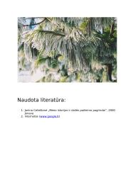 Fotografija. "Žiemos vaizdai" 10 puslapis