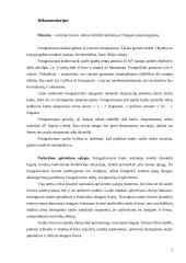 Fotografavimas lauke