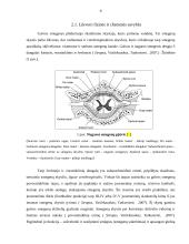 Smegenų skysčio ląstelinės sudėties nustatymas automatizuotu ir rankiniu būdu 9 puslapis