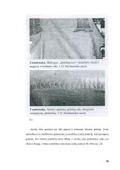 Stručių genetiniai ištekliai Lietuvoje ir pasaulyje 16 puslapis