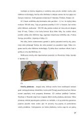 Stručių genetiniai ištekliai Lietuvoje ir pasaulyje 17 puslapis