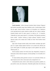 Stručių genetiniai ištekliai Lietuvoje ir pasaulyje 19 puslapis