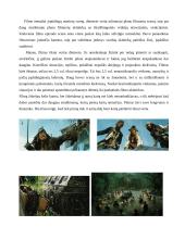 Filmas: "Karibų piratai: numirėlio skrynia" 3 puslapis