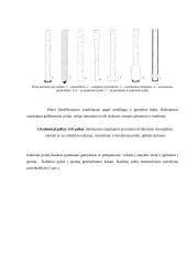 Poliniai pamatai 5 puslapis
