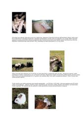 Veisimo metodai 4 puslapis