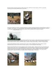 Veisimo metodai 5 puslapis