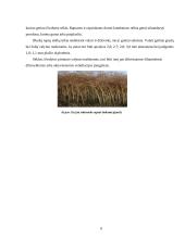 Žieminiai rapsai 9 puslapis