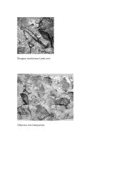 Lasko ir Altamiros urvų tapybos analizė 6 puslapis