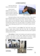 Arklio anatomija 13 puslapis