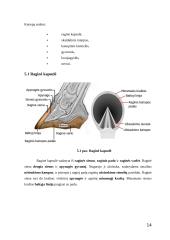 Arklio anatomija 14 puslapis