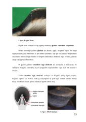 Arklio anatomija 15 puslapis