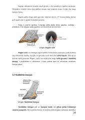 Arklio anatomija 16 puslapis