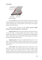 Arklio anatomija 18 puslapis