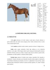 Arklio anatomija 4 puslapis