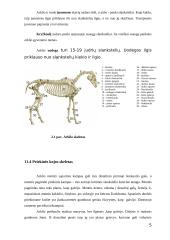 Arklio anatomija 5 puslapis