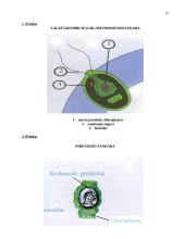 Dumblių reikšmė 12 puslapis