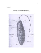 Dumblių reikšmė 14 puslapis