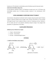 Glikolizės procesas ir aerobinis kvėpavimas 6 puslapis