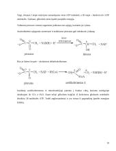 Glikolizės procesas ir aerobinis kvėpavimas 10 puslapis