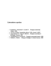 Viršutinių galūnių kaulai ir jų jungtys 20 puslapis