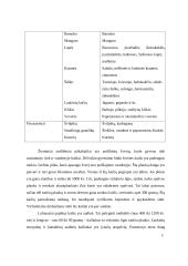  Kailiai ir jų gaminiai 3 puslapis