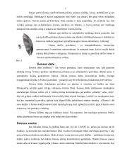 Apšvietimo įranga daiktų fotografijoje 7 puslapis