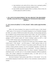 Gyventojų turto draudimas 19 puslapis