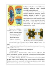 Sankabos valdymas 10 puslapis