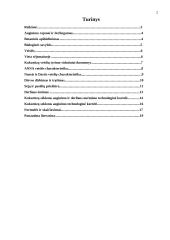 Kukurūzų sėklų auginimo technologija 2 puslapis