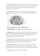 Dygiaodžiai 12 puslapis