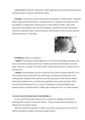 Dygiaodžiai 13 puslapis