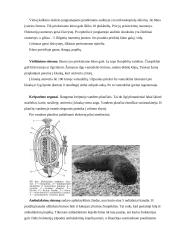 Dygiaodžiai 14 puslapis