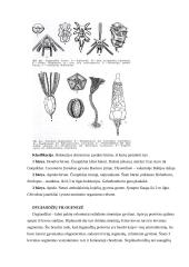 Dygiaodžiai 16 puslapis