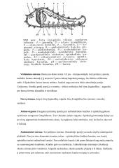 Dygiaodžiai 7 puslapis