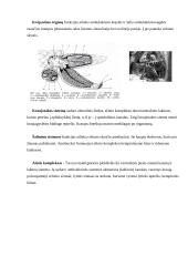 Dygiaodžiai 8 puslapis