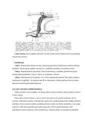 Dygiaodžiai 9 puslapis