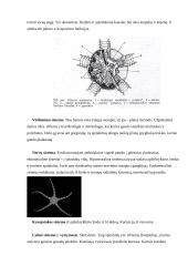 Dygiaodžiai 10 puslapis