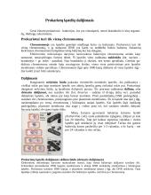 Ląstelių dalinimosi būdai 4 puslapis