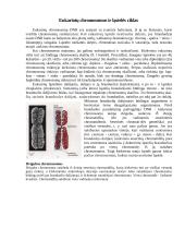 Ląstelių dalinimosi būdai 5 puslapis