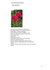 Lauko gėlių asortimentas 17 puslapis