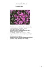 Lauko gėlių asortimentas 19 puslapis