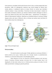 Pinčių morfologiniai tipai, atsiradimas ir reikšmė 4 puslapis