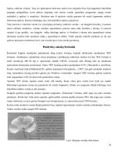 Rastriniai vaizdai 14 puslapis