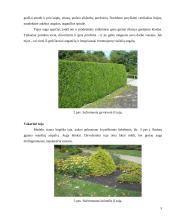 Dekoratyvinių medžių ir krūmų komponavimas gėlyne, gėlyno įrengimas 5 puslapis