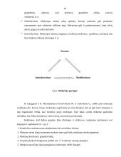 Bendradarbiavimo kompetencijos ugdymo ypatumai pradinėje mokykloje 19 puslapis