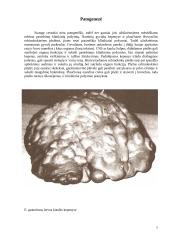 Echinokokozė 6 puslapis