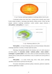 Konkurencinių pranašumų didinimo galimybės: UAB "Čilija" "Čili picos" 14 puslapis