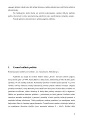 Vandens šildymo katilinės rekonstrukcija 6 puslapis