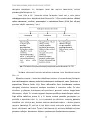 Europos Sąjungos (ES) paramos įtaka ekologinio ūkio plėtrai Lietuvoje 14 puslapis