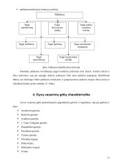 Gyvų vasarinių gėlių pasiūlos ir paklausos tyrimas 15 puslapis